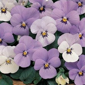 Виола рогатая (Viola cornuta)