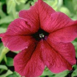 Петуния крупноцветковая (Petunia grandiflora)