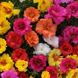 Портулак крупноцветковый (Portulaca grandiflora)