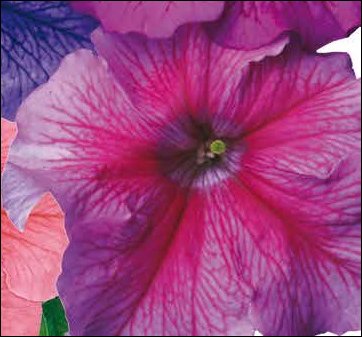Петуния крупноцветковая (Petunia grandiflora)