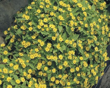 Марьянник болотный (Melampodium paludosum)