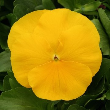 Виола виттрока (Viola x wittrockiana)