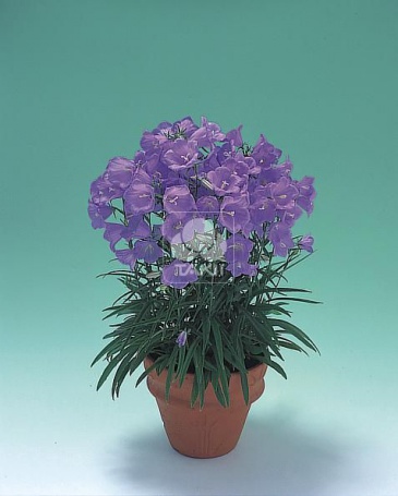 Колокольчик персиколистный (Campanula persicifolia)