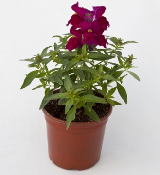 Львиный зев (Антирринум) большой (Antirrhinum majus)