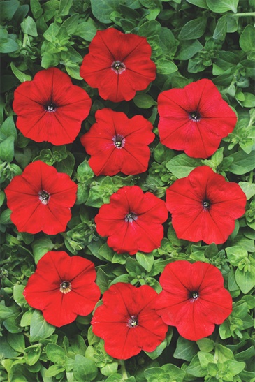 Петуния ампельная гибридная (Petunia x hybrida)