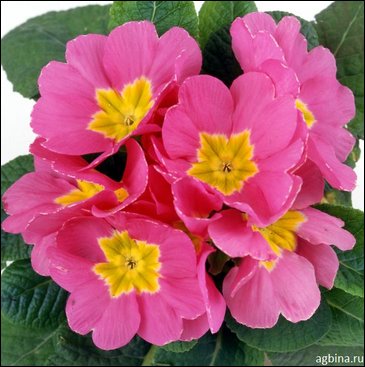 Примула бесстебельная (Primula acaulis)