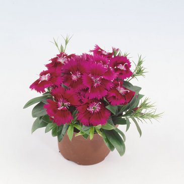 Гвоздика гибридная (Dianthus interspecific)