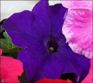 Петуния ампельная гибридная (Petunia x hybrida)