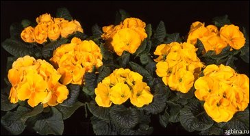 Примула бесстебельная (Primula acaulis)