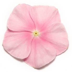 Катарантус розовый (Vinca rosea)