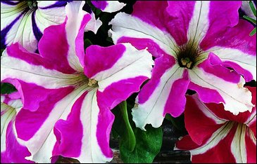 Петуния крупноцветковая (Petunia grandiflora)