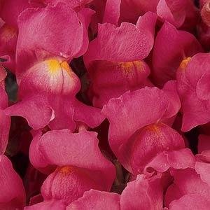 Львиный зев (Антирринум) большой (Antirrhinum majus)