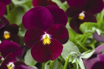 Виола рогатая (Viola cornuta)