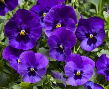Виола Виттрока ампельная (Viola wittrockiana)