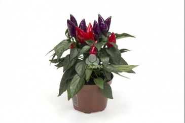 Перец летний (Capsicum annuum)