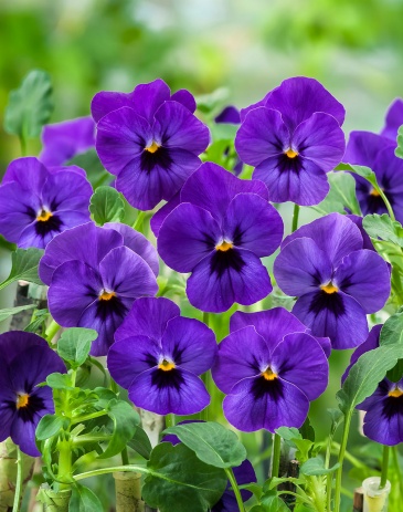 Виола рогатая (Viola cornuta)