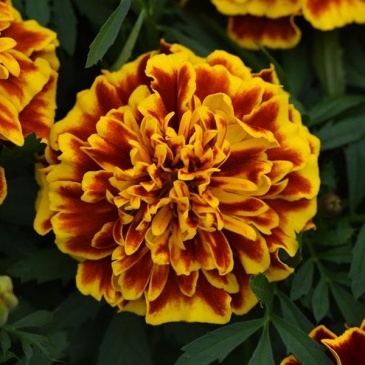 Бархатцы отклоненные (Tagetes patula)
