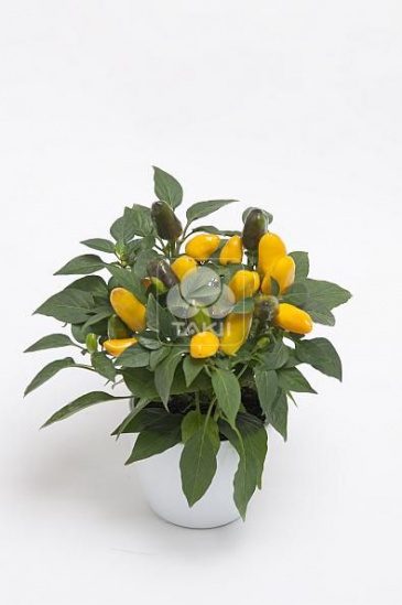 Перец летний (Capsicum annuum)