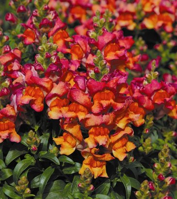 Львиный зев (Антирринум) большой (Antirrhinum majus)