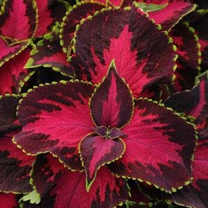 Колеус гибридный (Coleus х hybrida)