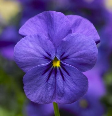 Виола рогатая (Viola cornuta)
