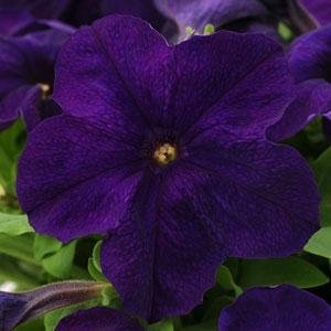 Петуния крупноцветковая (генетически компактная) (Petunia grandiflora)