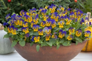 Виола рогатая (Viola cornuta)