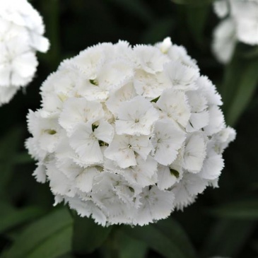 Гвоздика турецкая (Dianthus barbatus)