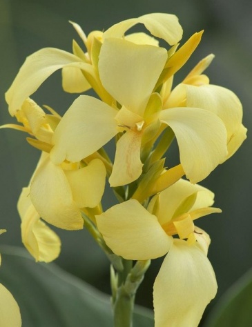 Канна садовая (Canna generalis)