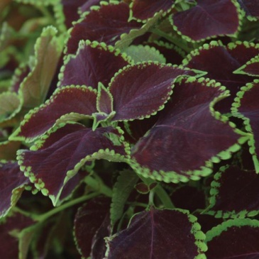 Колеус гибридный (Coleus х hybrida)