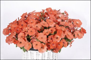 Петуния ампельная гибридная (Petunia x hybrida)