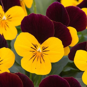 Виола рогатая (Viola cornuta)