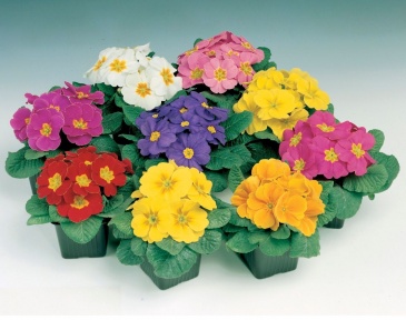 Примула бесстебельная (Primula acaulis)