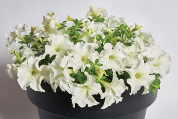 Петуния крупноцветковая (Petunia grandiflora)