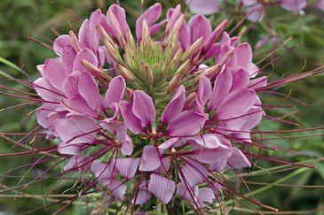 Клеома Хасслера (Cleome hassleriana)