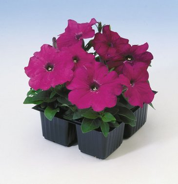 Петуния многоцветковая (Petunia multiflora)