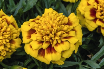 Бархатцы отклоненные (Tagetes patula) Бархатцы отклоненные (Tagetes patula)
