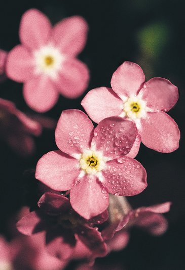 Незабудка лесная (Myosotis sylvatica)