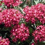 Пентас ланцетовидный (Pentas lanceolata)