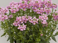 Немезия лазоревая (Seventh Heaven F1)