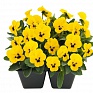 Виола рогатая (Viola cornuta)