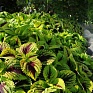 Колеус гибридный (Coleus х hybrida)