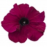 Петуния крупноцветковая (генетически компактная) (Petunia grandiflora)