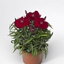 Гвоздика китайская (Dianthus chinensis)
