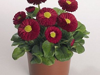 Маргаритка многолетняя