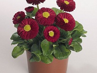 Маргаритка многолетняя (Speedstar Plus)