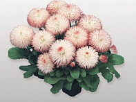 Маргаритка многолетняя