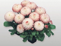 Маргаритка многолетняя (Habanera)