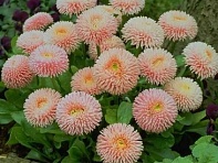 Маргаритка многолетняя (Robella)