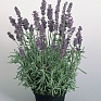 Лаванда узколистная (Lavandula angustifolia)